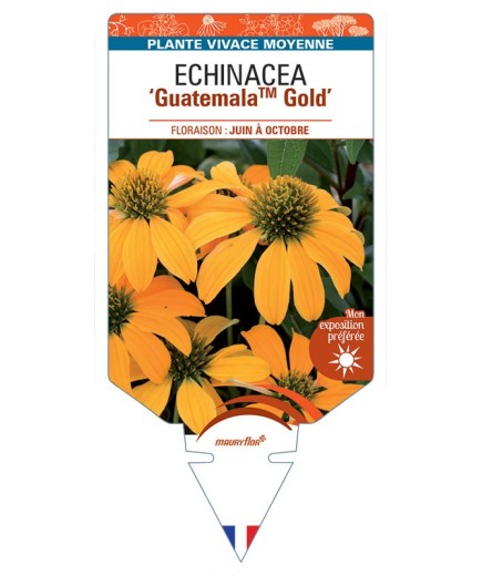 ECHINACEA GuatemalaTM Gold