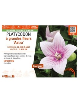PLATYCODON à grandes fleurs Astra (rose)