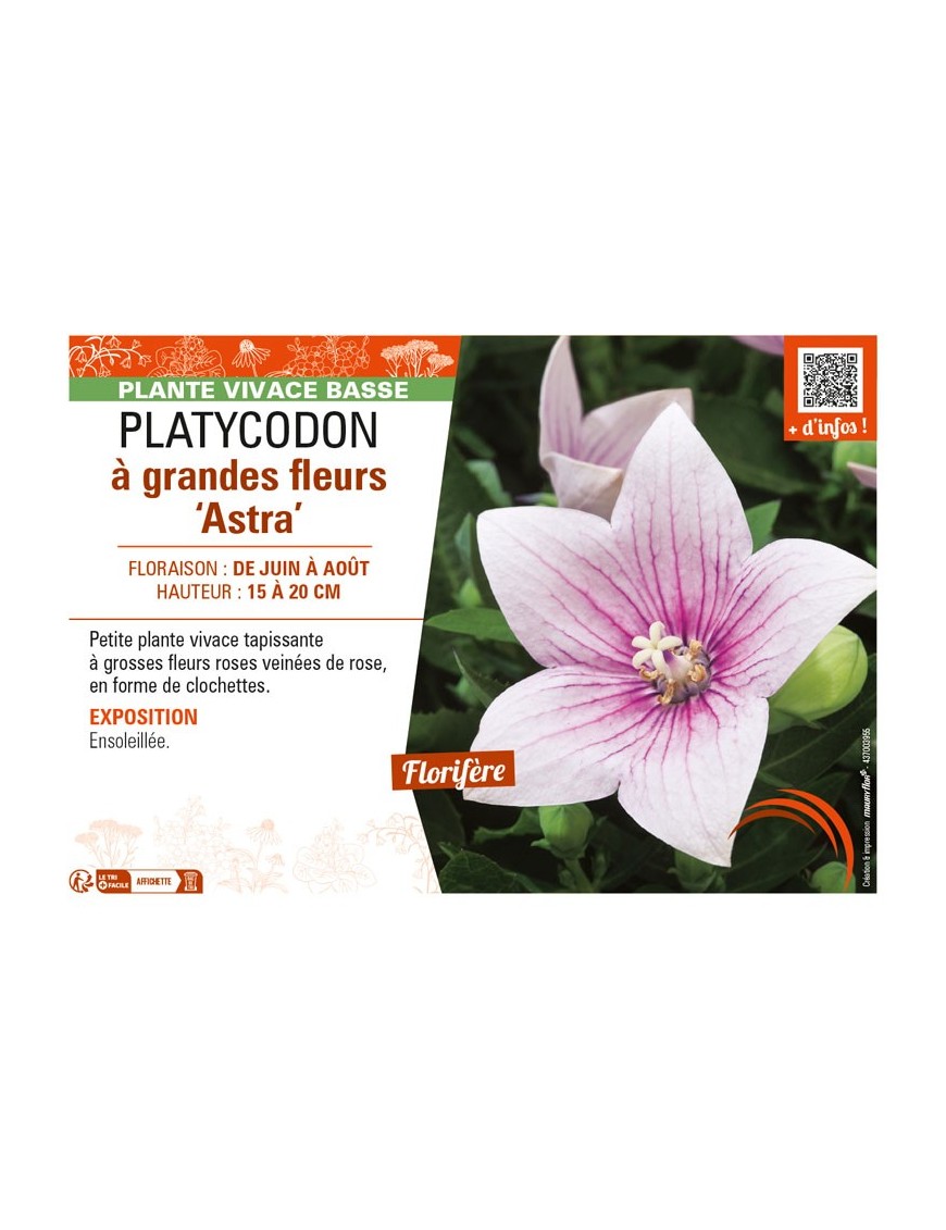PLATYCODON à grandes fleurs Astra (rose)