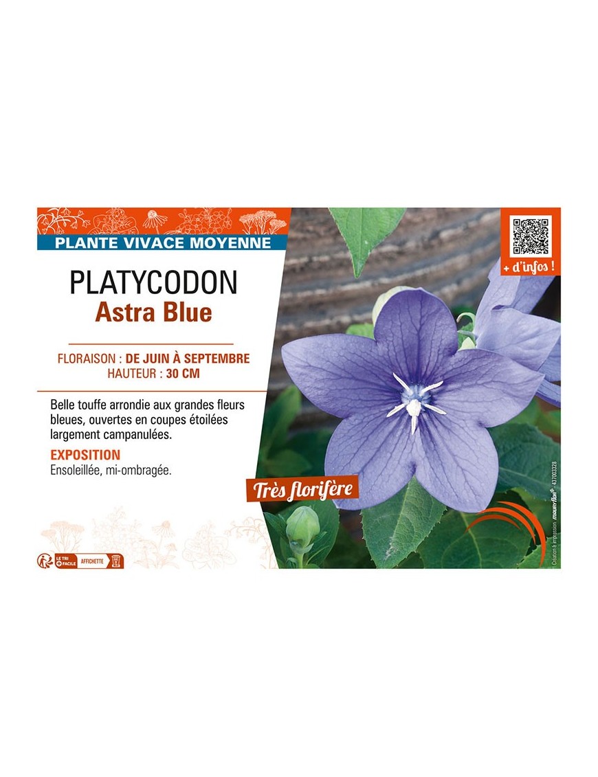 PLATYCODON ASTRA BLUE