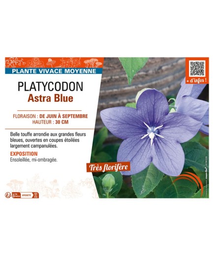 PLATYCODON ASTRA BLUE