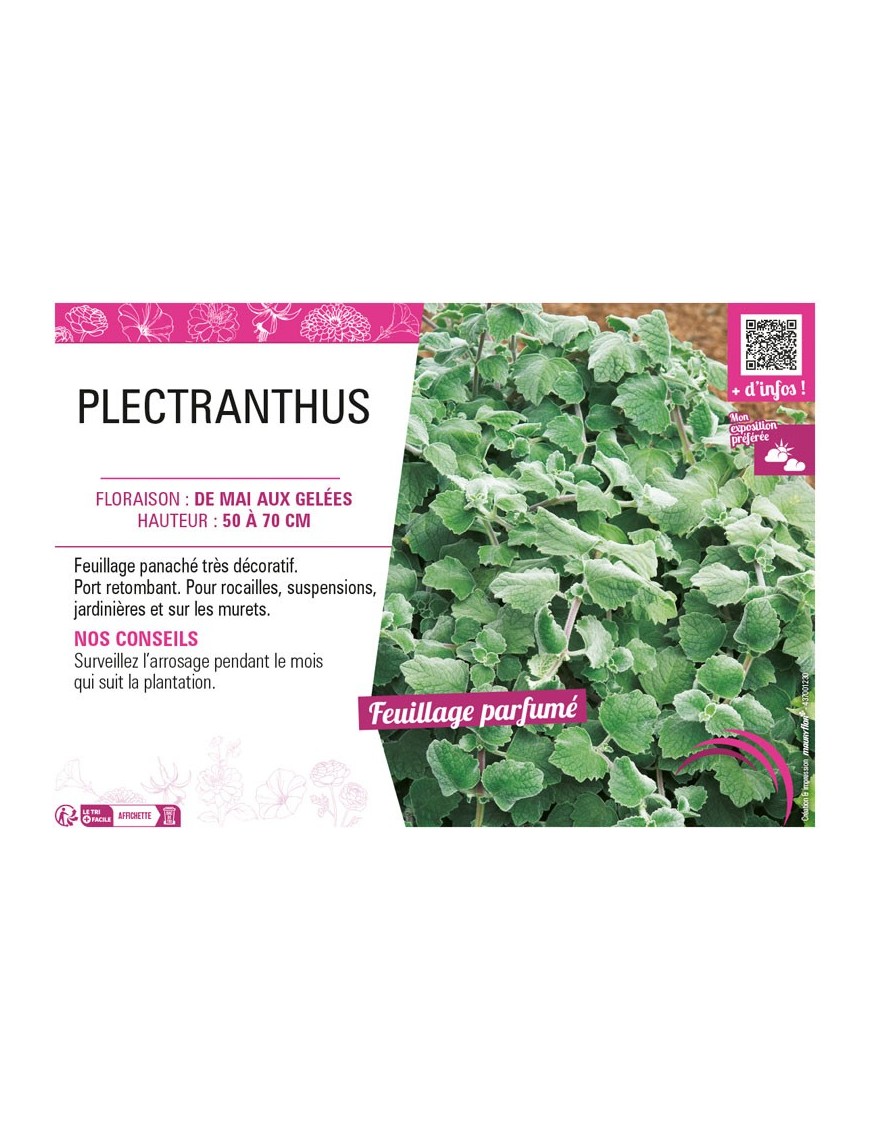PLECTRANTHUS