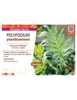 POLYPODIUM pseudoaureum