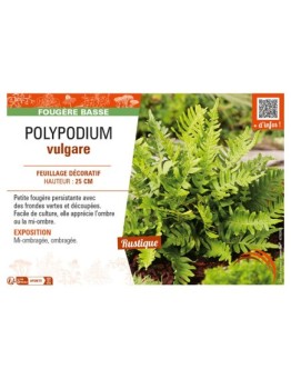 POLYPODIUM vulgare