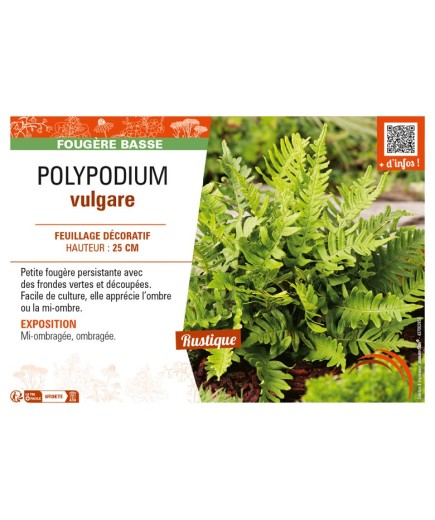 POLYPODIUM vulgare