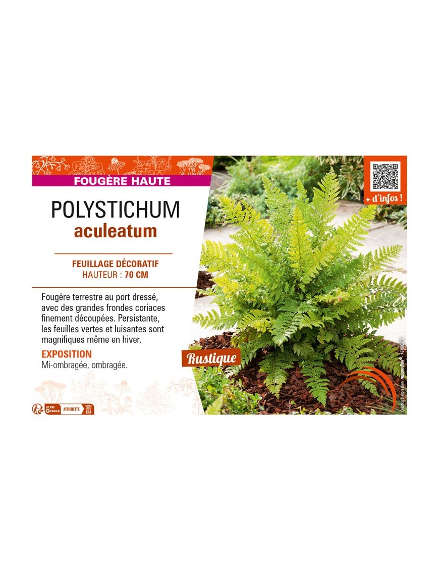 POLYSTICHUM aculeatum