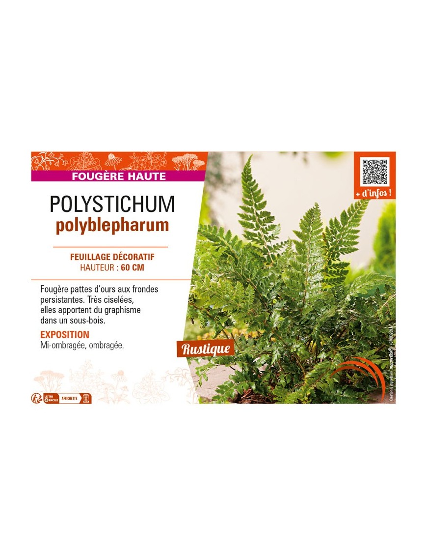 POLYSTICHUM polyblepharum