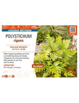 POLYSTICHUM rigens