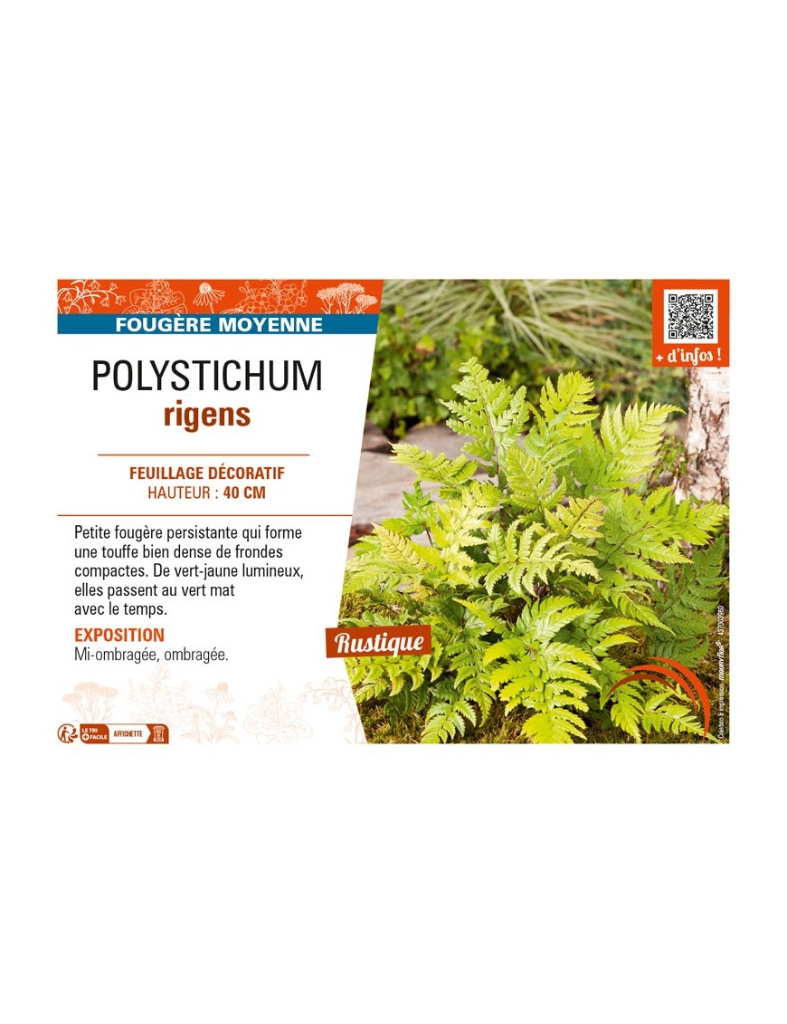 POLYSTICHUM rigens
