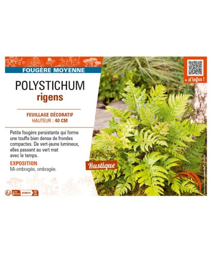 POLYSTICHUM rigens