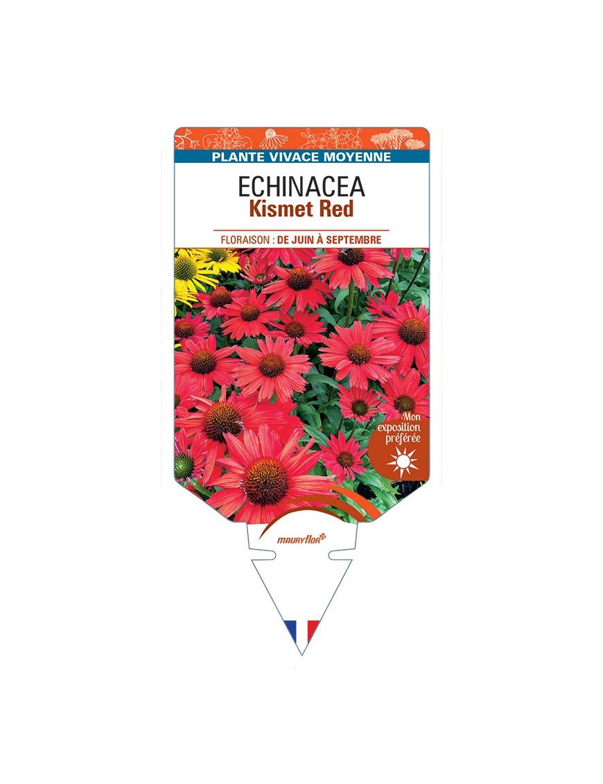 ECHINACEA Kismet Red