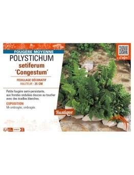 POLYSTICHUM setiferum Congestum