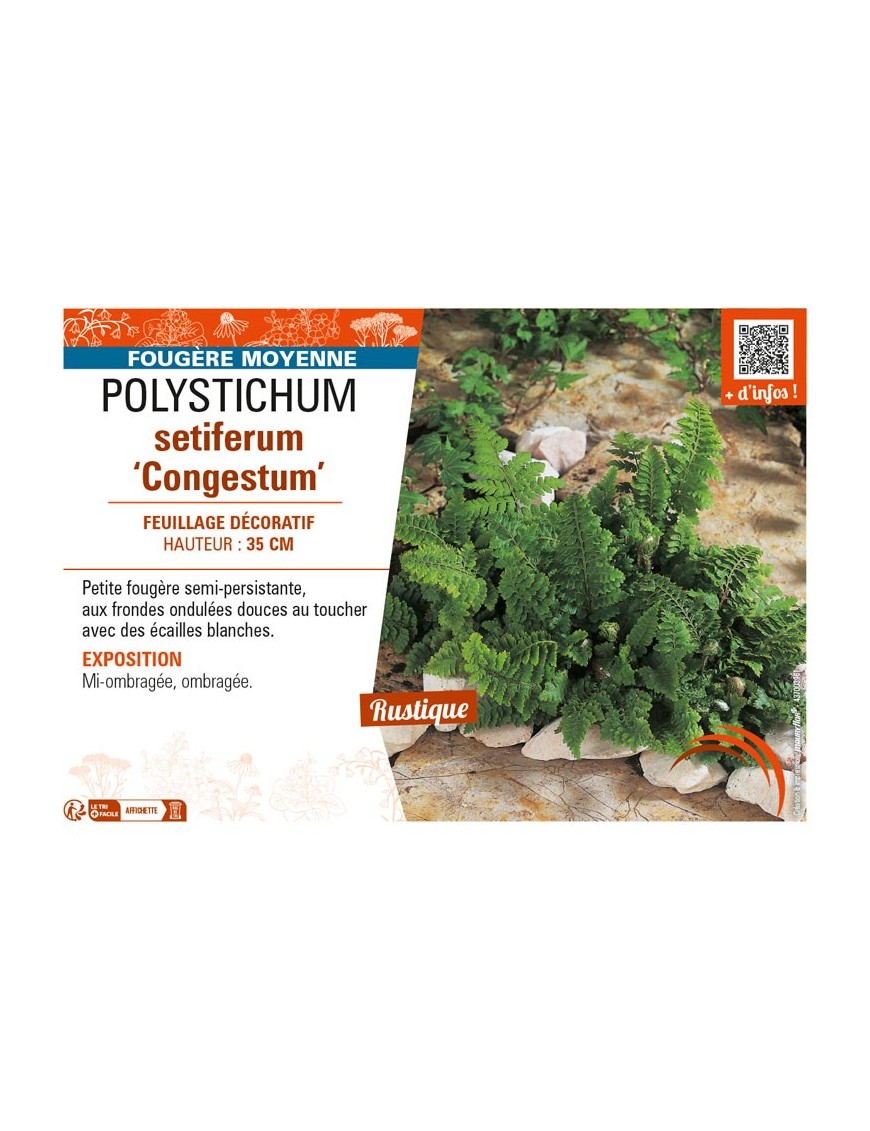 POLYSTICHUM setiferum Congestum