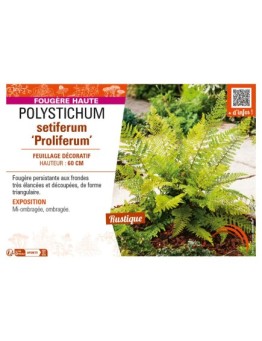 POLYSTICHUM setiferum Proliferum
