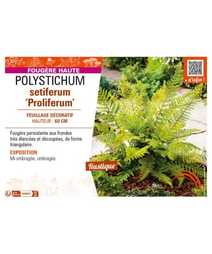 POLYSTICHUM setiferum Proliferum