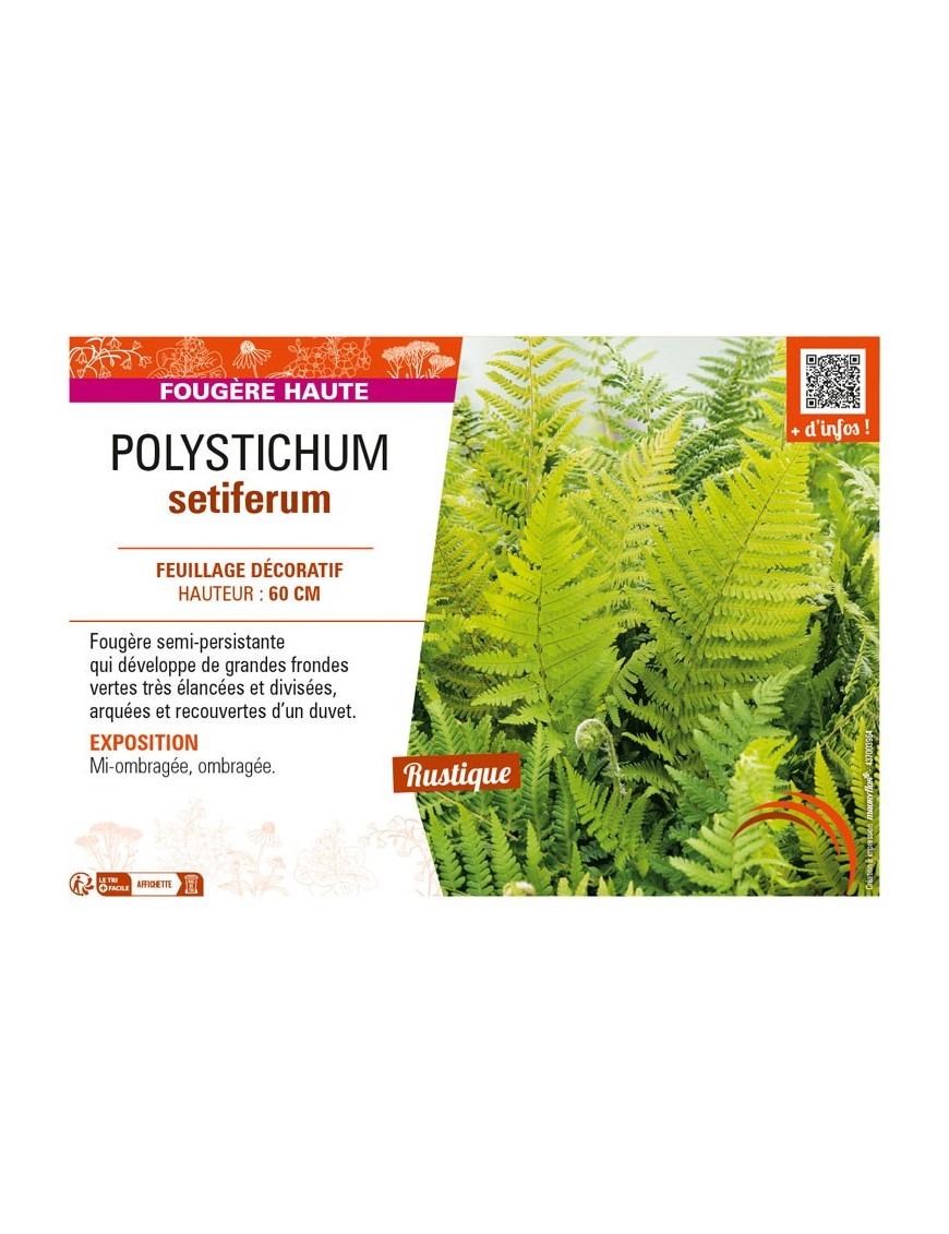 POLYSTICHUM setiferum