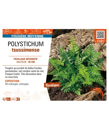 POLYSTICHUM tsussimense