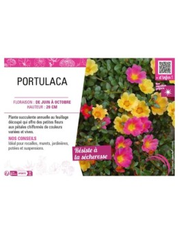 PORTULACA