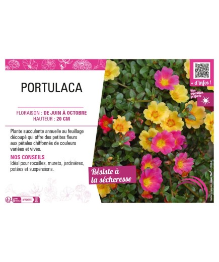 PORTULACA