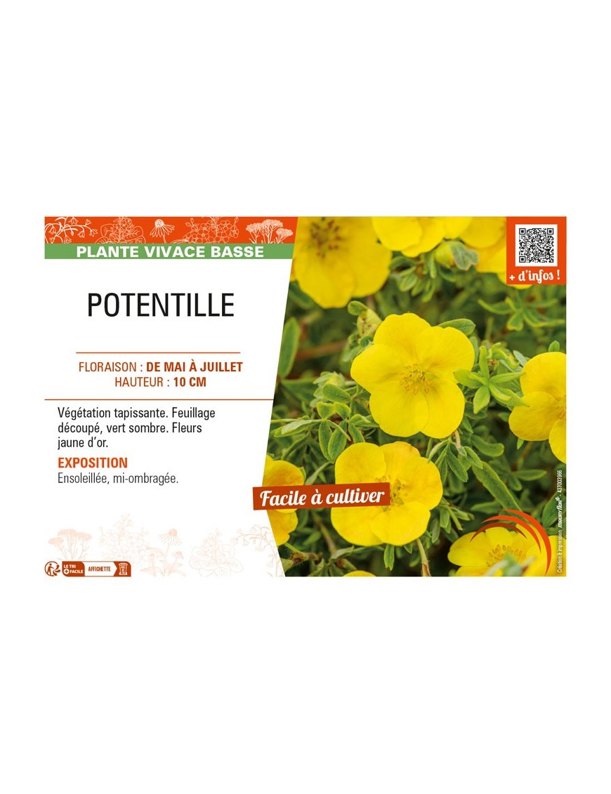 POTENTILLA voir POTENTILLE