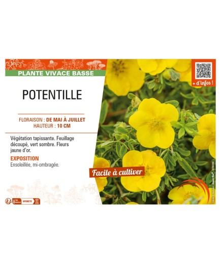 POTENTILLA voir POTENTILLE