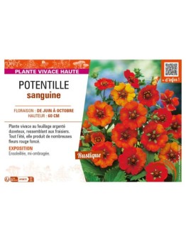 POTENTILLA atrosanguinea voir POTENTILLE sanguine