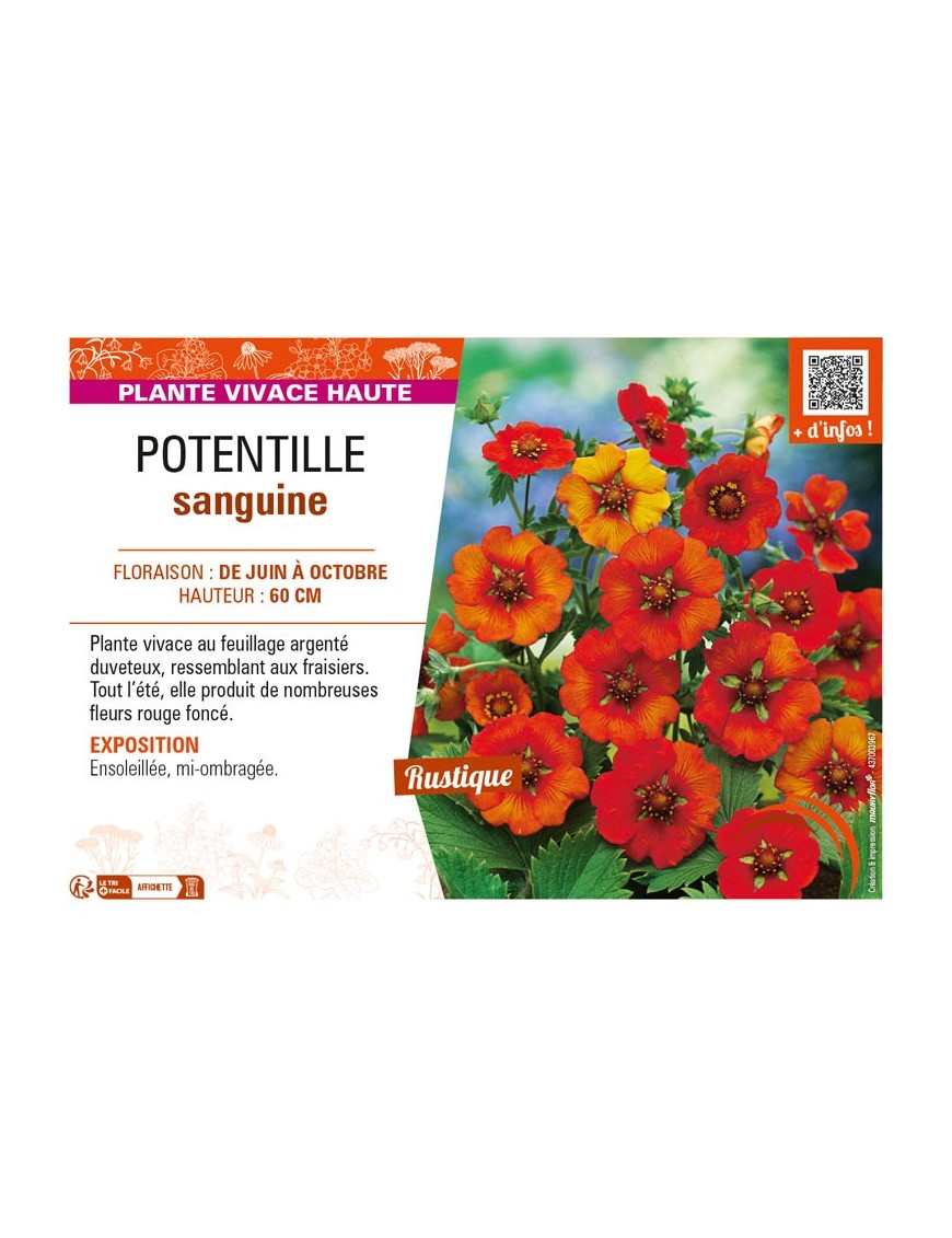 POTENTILLA atrosanguinea voir POTENTILLE sanguine