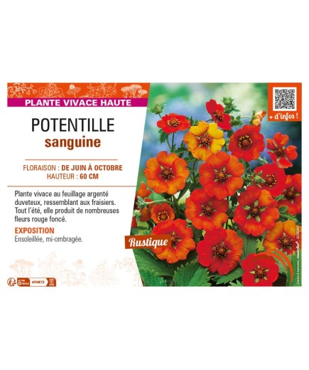 POTENTILLA atrosanguinea voir POTENTILLE sanguine