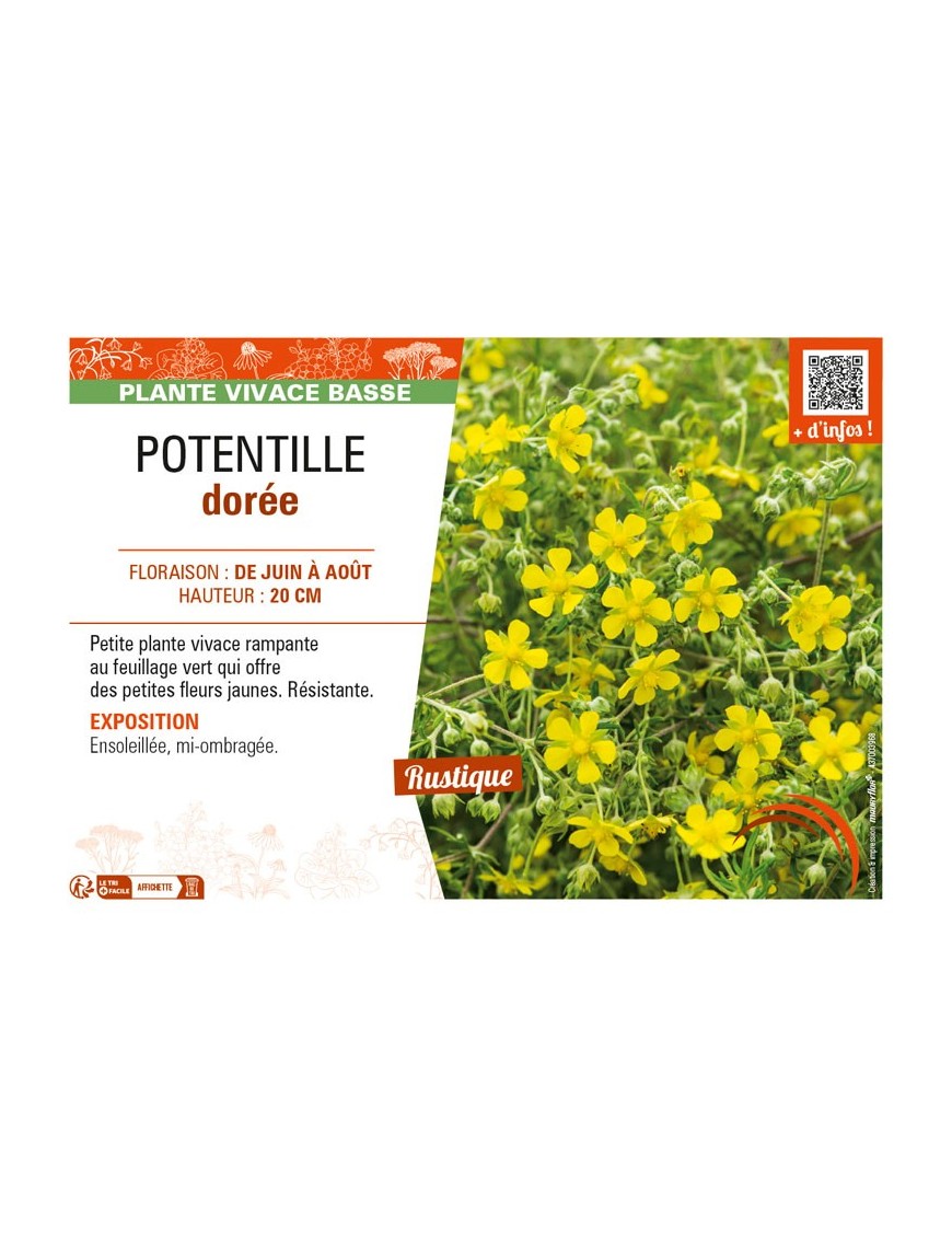 POTENTILLA aurea voir POTENTILLE dorée