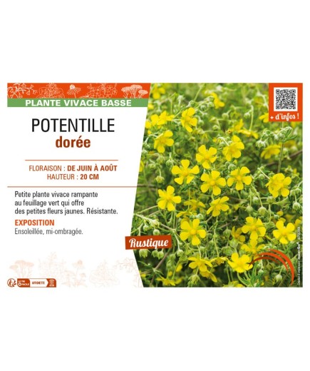 POTENTILLA aurea voir POTENTILLE dorée