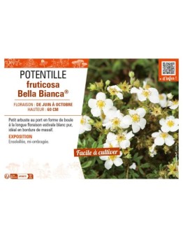 POTENTILLA fruticosa Bella Bianca® voir POTENTILLE
