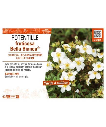 POTENTILLA fruticosa Bella Bianca® voir POTENTILLE