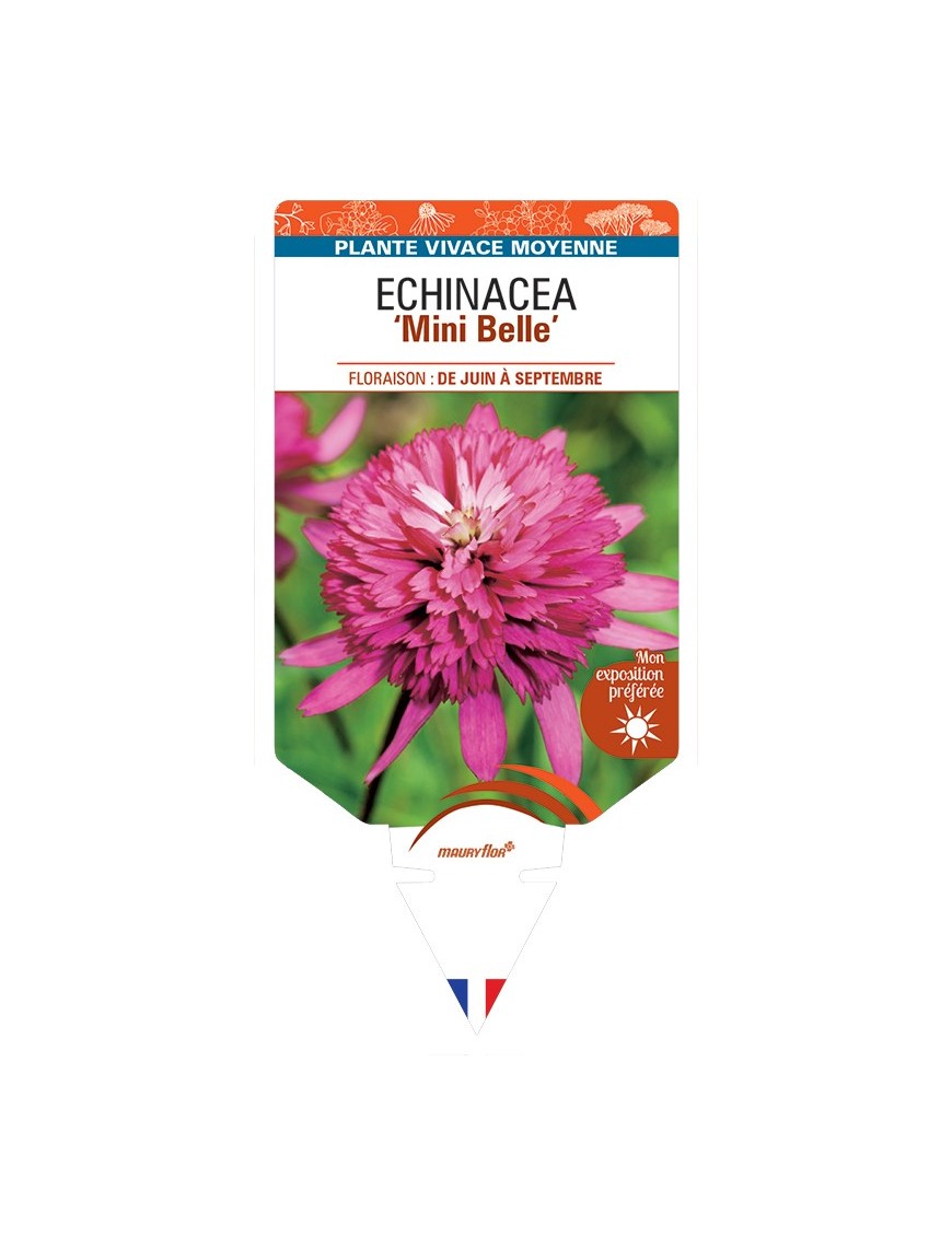 ECHINACEA Mini Belle
