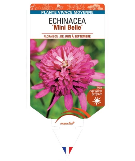 ECHINACEA Mini Belle