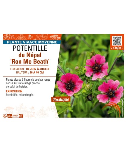 POTENTILLA nepalensis Ron Mc Beath voir POTENTILLE du Népal