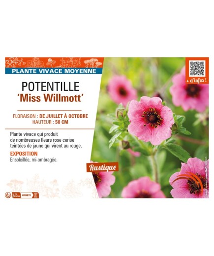 POTENTILLA nepalensis Miss Willmott voir POTENTILLE