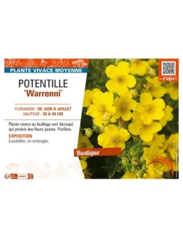POTENTILLA recta Warrenni voir POTENTILLE