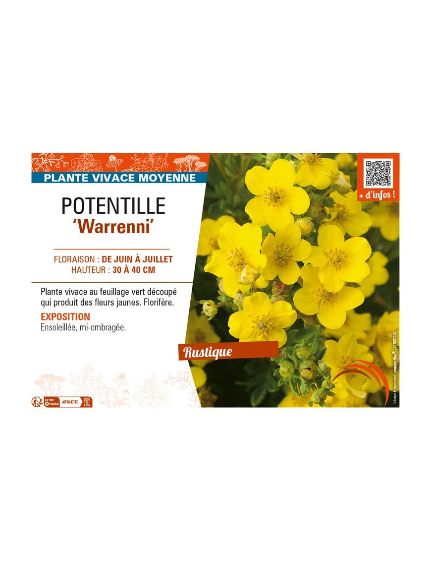 POTENTILLA recta Warrenni voir POTENTILLE