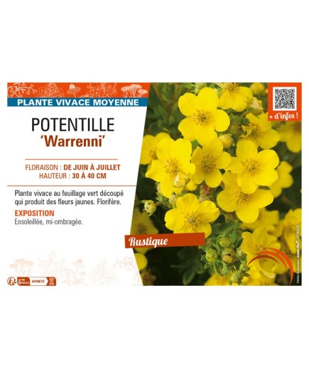 POTENTILLA recta Warrenni voir POTENTILLE