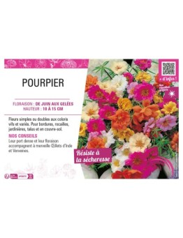 POURPIER