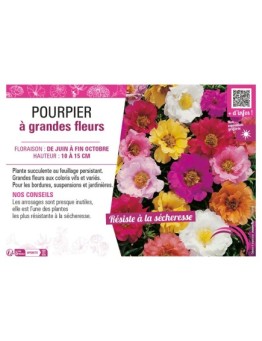 POURPIER À GRANDE FLEUR (varié)