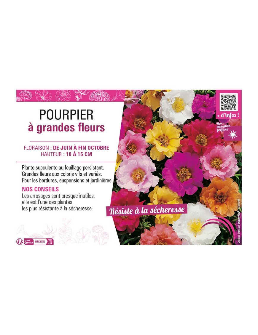 POURPIER À GRANDE FLEUR (varié)