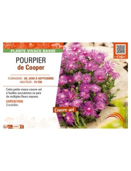 POURPIER DE COOPER
