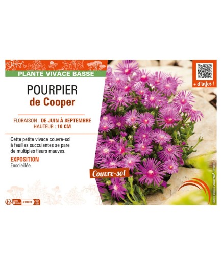 POURPIER DE COOPER