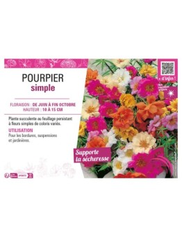 POURPIER SIMPLE (varié)