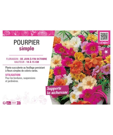 POURPIER SIMPLE (varié)