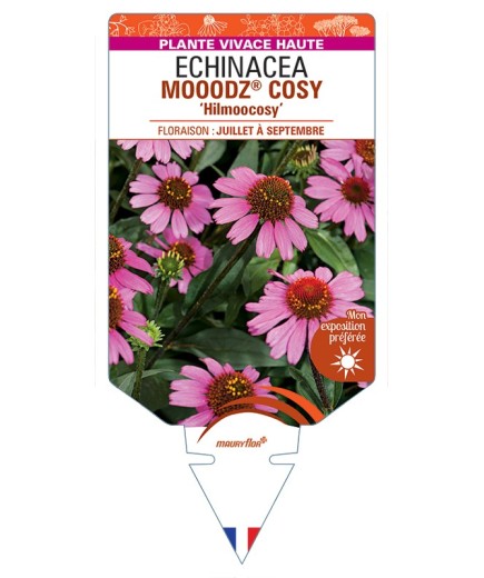 ECHINACEA MOOODZ® COSY Hilmoocosy voir Rudbeckia