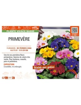 PRIMEVÈRE