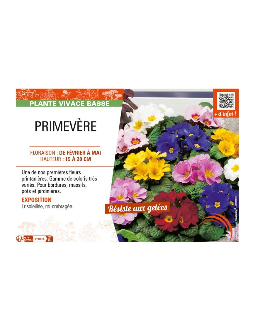 PRIMEVÈRE