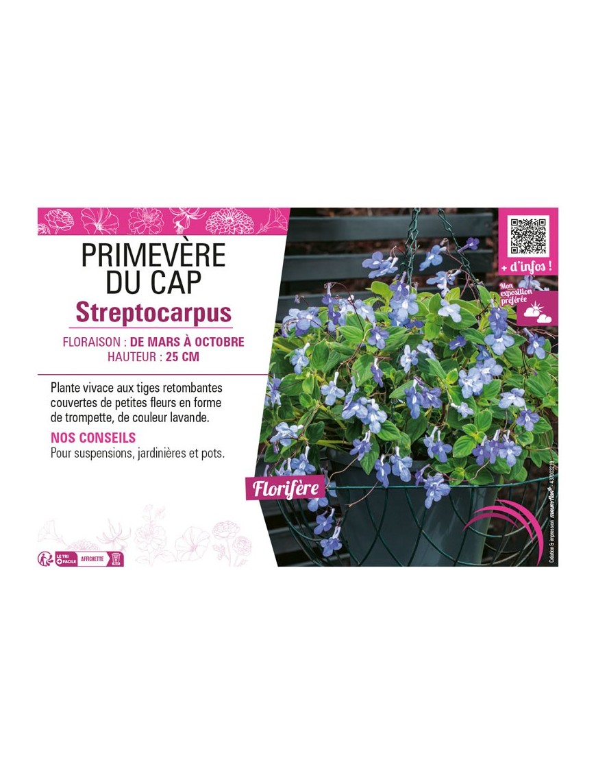 PRIMEVÈRE DU CAP STREPTOCARPUS
